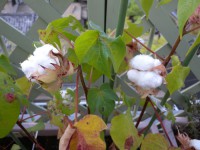 /album/cotton/c2-jpg/